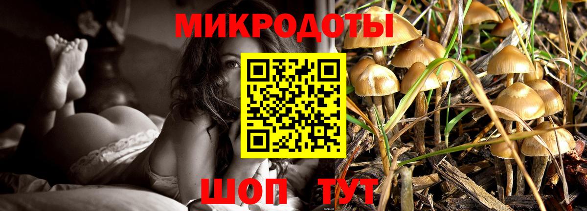 Псилоцибиновые грибы Psilocybine cubensis Камышин